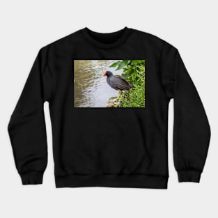 Common Gallinule at Edge of Water Crewneck Sweatshirt